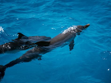 The Wild Dolphins Of Bimini A Dream Turned Adventure Chronic Wanderlust