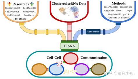 10x单细胞（10x空间转录组）细胞通讯分析联合大全 知乎