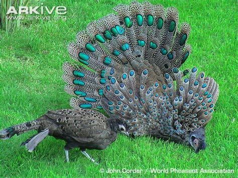 Grey Peacock Pheasant Polyplectron Bicalcaratum Of Southeast Asia