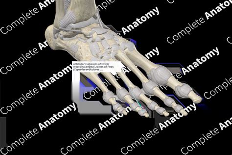 Distal Interphalangeal Joint