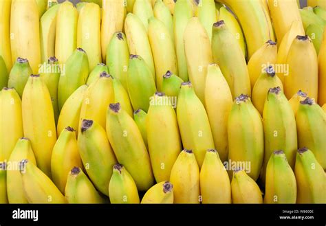 Loose Bananas In Tesco Supermarket Ashford Surrey England United