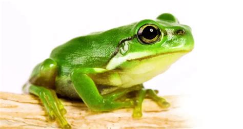 Como o Sapo Respira Sistema Respiratório como Funciona Mundo Ecologia