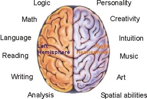 brain-hemispheres | Art analysis, How to stay healthy, Brain pictures