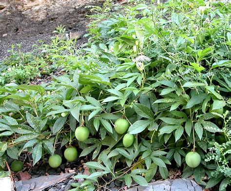 10 Seeds Cold Hardy Passion Fruit Maypop Purple Flower PASSIFLORA