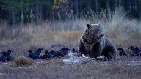 Eurasian Brown Bear On A Reindeer Carcass Graham Boulnois