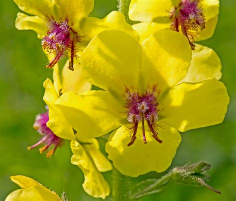 Moth Mullein Facts Uses