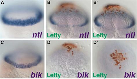 Figure 3 From Lefty Proteins Are Long Range Inhibitors Of Squint