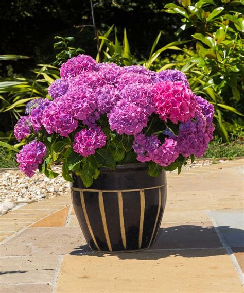 Caring For Hydrangeas In Pots Container Growing Made Easy Gardeningetc