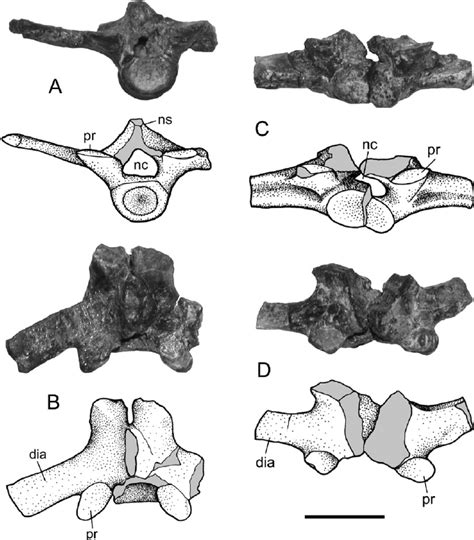 Mesoeucrocodylia Indet Mcf Pvph 735 Photograph And Accompanying Download Scientific Diagram