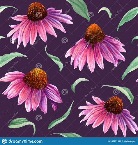 Seamlesss Pattern With Herb Flower Coneflower Echinacea Watercolor