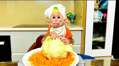 Most Worried Adorable Bibi Monkey Feeling Pain Dad Help Apply