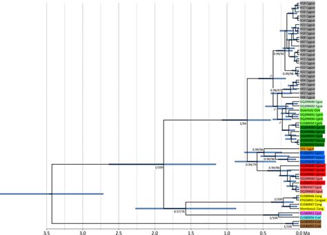 Ultrametric Tree Showing Phylogenetic Relationships And Divergence