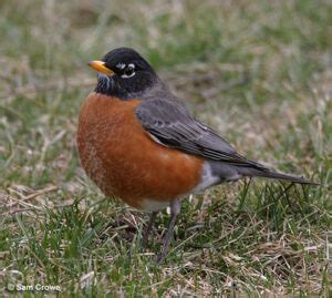 How Did American Robins Become The State Bird Of Michigan?