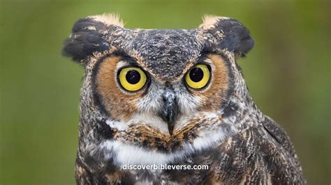 What Does The Owl Symbolize In The Bible Discover Bible Verse