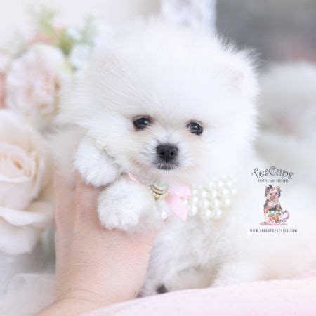 Snow White Pomeranians FL Teacup Puppies Boutique Teacup Puppies