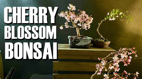 The Beauty Of Cherry Blossom Bonsai Youtube