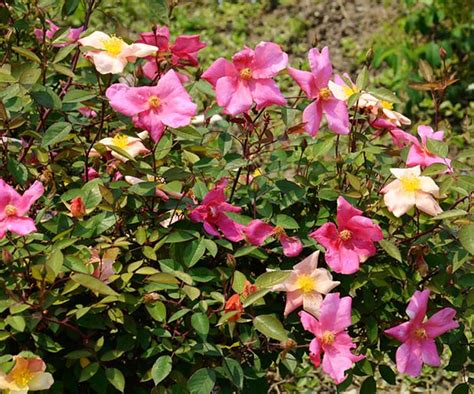 Rosa Chinensis Mutabilis Rosier Multicolore Palmiers Et Compagnie