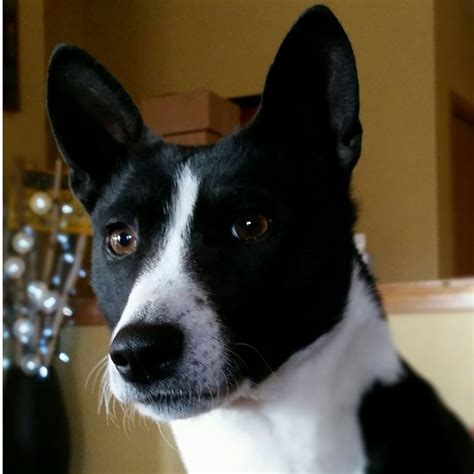 G Basenji BW - Basenji Club of Southeastern Wisconsin