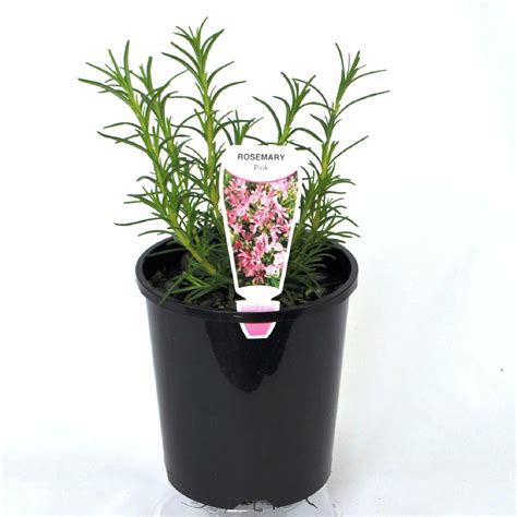 140mm Rosemary Pink Rosemary Rosmarinus Officinalis Rosea