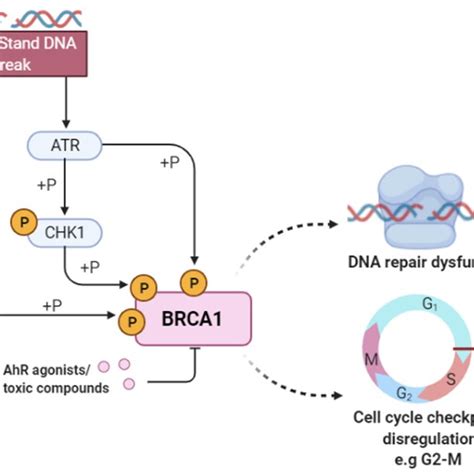 Breast Cancer Type Susceptibility Protein Brca Activity In