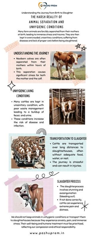 painful Journey from Birth to Slaughter.pdf