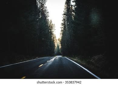 Redwood Forest Road Trip California Usa Stock Photo 422017378 ...