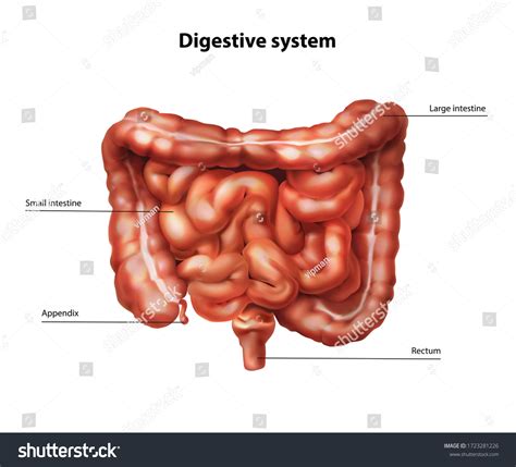 Large Intestine And Small Intestine Diagram