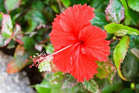 Decoding The Hibiscus Annual Bloomers Or Perennial Showstoppers