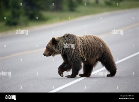 Grizzly Bear Ursus Arctos Horribilis Crossing Highway Western