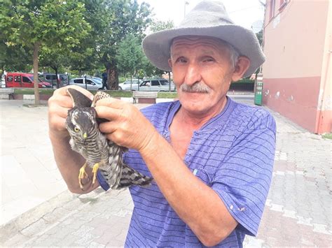 Amasya Da Yaral Atmaca Koruma Alt Na Al Nd Haberler