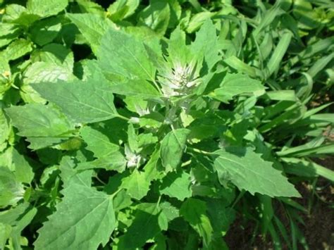 » Лобода – бур’ян для вuжuвання Українці Сьогодні | Herbs, Garden pests ...