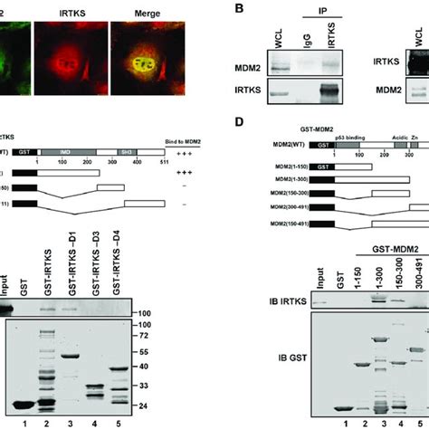 A In Vivo Ubiquitination Assay Revealed Irtks Induced P53 Download Scientific Diagram