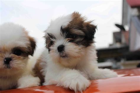 LovelyPuppy Mini Shih Tzu Puppies For Sales RM499 ONLY