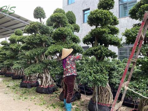 Ficus Multi Root Bonsai Tree Grower Supplier Manufacturer