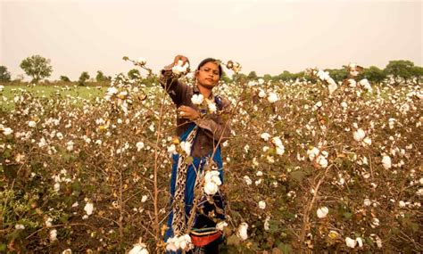 Innovative Techniques in Cotton Farming: Boosting Yield and Sustainability