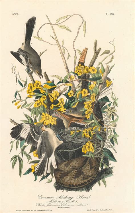 Audubon St Ed Octavo Pl Common Mocking Bird St Edition