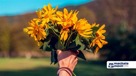 Por qué regalar flores amarillas tradición argentina que se