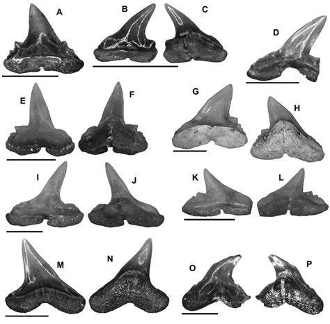 Representatives of the Carcharhiniformes from Dzheroy-3.... | Download ...