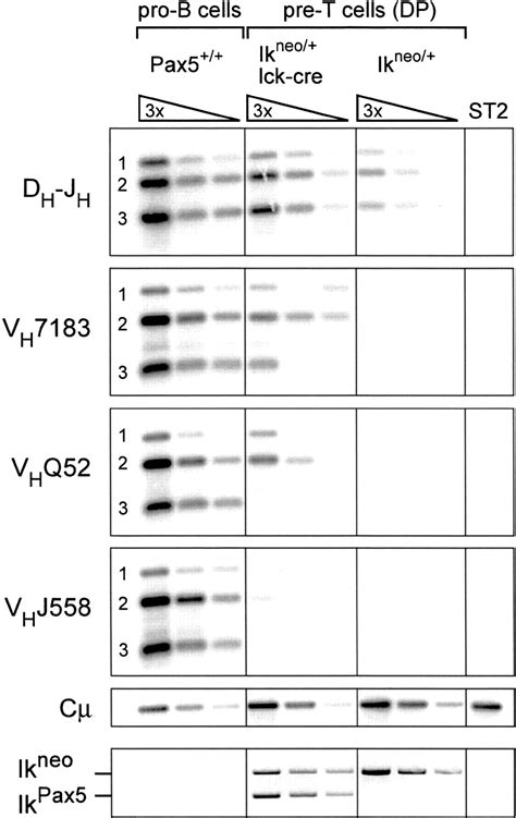 Pax Induces V To Dj Rearrangements And Locus Contraction Of The