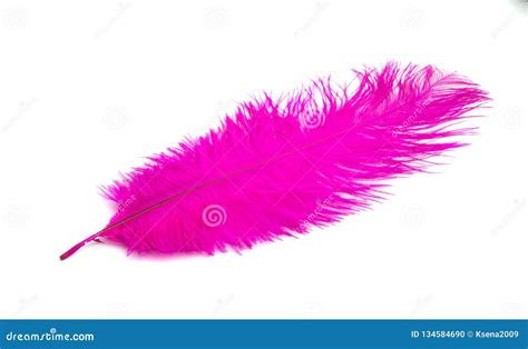 Colored Ostrich Feathers Isolated Stock Photo Image Of Isolated