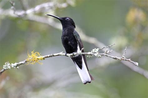 Florisuga Fusca Vvst Beija Flor Preto Black Jacobin Foto Pedro