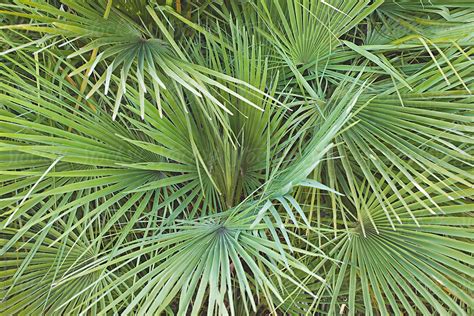 Close Up Of Fan Palm Leaves By Stocksy Contributor Natalie Jeffcott