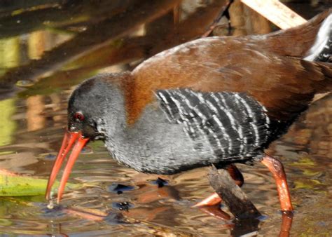Капский пастушок (Фауна ЮАР) · iNaturalist