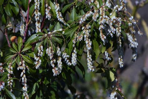 Japanese Andromeda Pieris Japonica Flowers Stock Image Image Of