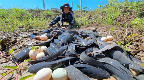 Amazing Fishing Unique Catch A Lots Of Fish Pick Eggs Duck Under