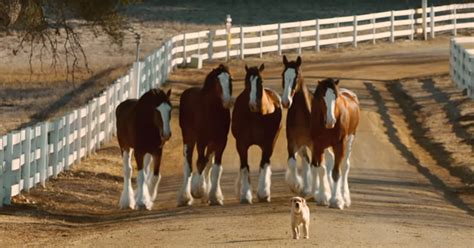 Budweiser Clydesdales Reunite With Puppy in Heartwarming Ad – Madly Odd!