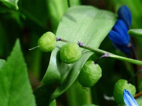 Fotos gratis hoja comida verde Produce vegetal botánica flora