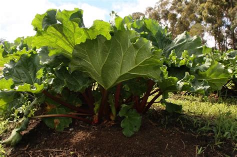 Rabarbaro proprietà controindicazioni e usi GreenStyle