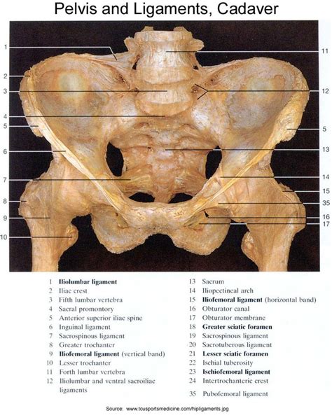 Anatomy Of The Pudendal Nerve Health Organization For Pudendal