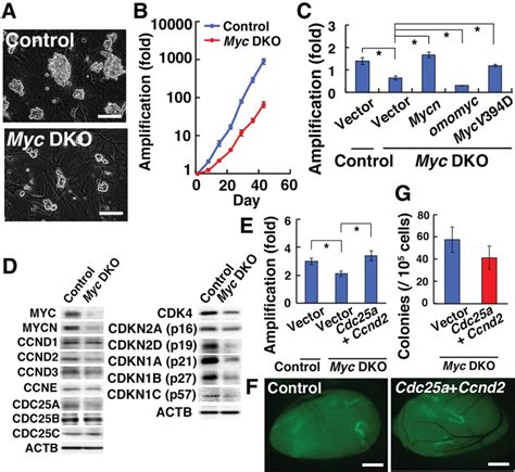 Mycmycn Mediated Glycolysis Enhances Mouse Spermatogonial Stem Cell